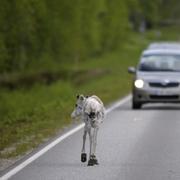 Arkivbild på ren som vandrar längs väg i finska Ranua.