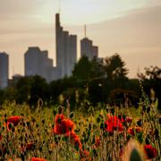 Illustrationsbild: Vallmoblommor framför bankdistriktet i tyska Frankfurt.