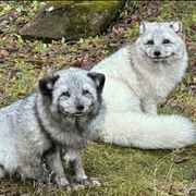 Fjällrävarna Rex och Mei på Skånes Djurpark. Mei är honan till höger i bild.