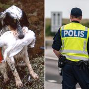 Flygbild på strandområde/En hund med en ripa under ripjakt i Norge/En polis.