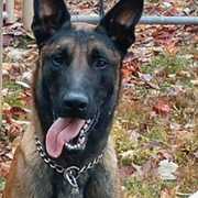 Illustrationsbild av en annan belgian malinois, Delon på Jean-Paul Belmondos begravning  2021.