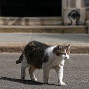 Katten Larry kommer och går som han vill.