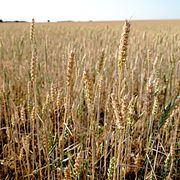 Torrt vårvete utanför Vallkärra norr om  Lund, arkivbild.