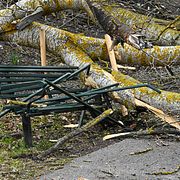 Ett nedblåst träd på Södermalm i Stockholm under stormen Dave.