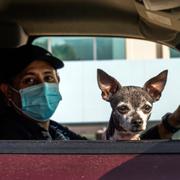 Los Angeles-bon Alejandro Gonzalez bär munskydd när han gör ärenden med sina två hundar.