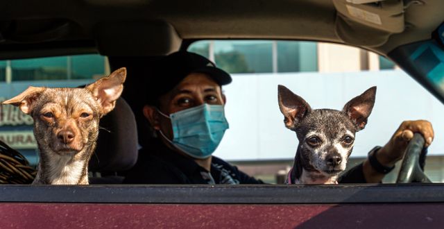 Los Angeles-bon Alejandro Gonzalez bär munskydd när han gör ärenden med sina två hundar. Damian Dovarganes / AP