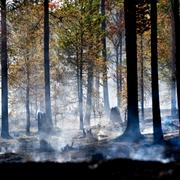 Brandhärjade skog syd om Älvdalens skjutfält.