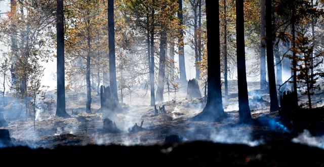 Brandhärjade skog syd om Älvdalens skjutfält. Maja Suslin/TT