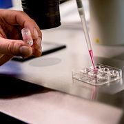 Bilden är från ett laboratorium i Stockholm där äggfrysning genomförs. 