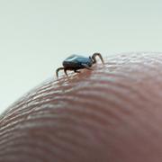 Borrelia sprids av fästingar.