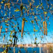 Hanhängen med björkpollen på en björk på Skinnarviksberget på Södermalm i Stockholm. 