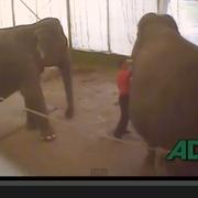 Skärmdump från Animal Defenders Internationals film.
