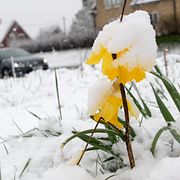 Påsksnö ett tidigare år.