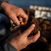 En fiskare har fångat sjöborrar i havet utanför ögruppen Guaitecas vid Chiles södra kust. Arkivbild.