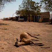 Svår torka hotar livsmedelsförsörjningen i Somalia.