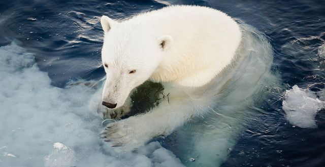 Isbjörn på Svalbard. Nick Cobbing / Norsk Polarinstitutt / TT NYHETSBYRÅN