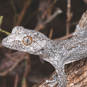 Mörkbaggen Arthromacra qiang från Kina/ Törnsvansgeckon Strophurus spinula från västra Australien. 