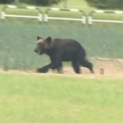 En björn som skadade fyra personer sommaren 2021 i Japan. 
