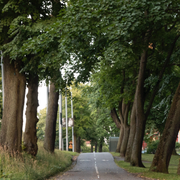 Åsa Lindhagen/cykelväg på Djurgården i Stockholm.