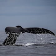 Illustrationsbild. Ivan Valencia / AP