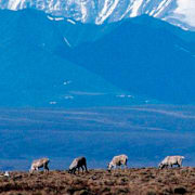 Naturreservatet Arctic National Wildlife Refuge.  AP