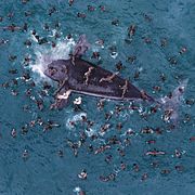 Sjöfåglar flockas kring en död val utanför stranden El Doradillo nära Puerto Madryn i Argentina, 30 september 2026.