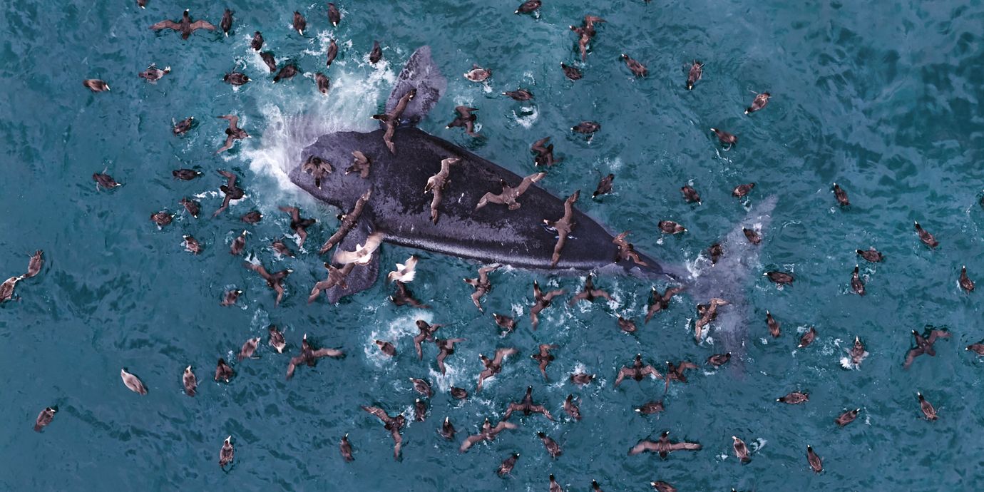 Sjöfåglar flockas kring en död val utanför stranden El Doradillo nära Puerto Madryn i Argentina, 30 september 2026.