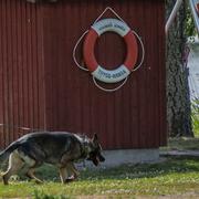 Poliser och polishundar undersöker det området där kvinnan hittades död.