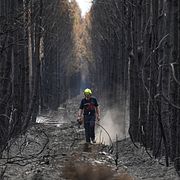 En brandman går genom bränd skog i närheten av Blagon i sydvästra Frankrike.