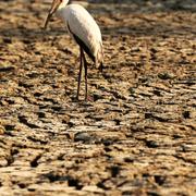 En fågel står på ett ställe där det brukade vara vatten i en nationalpark i Zimbabwe – nu är marken helt uttorkad.