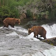 Björnar i Katmai. Arkivbild.