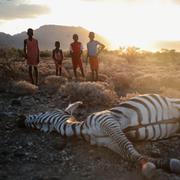 En död zebra i Kenya, som enligt lokalbefolkningen dog av uttorkning. Brian Inganga / AP