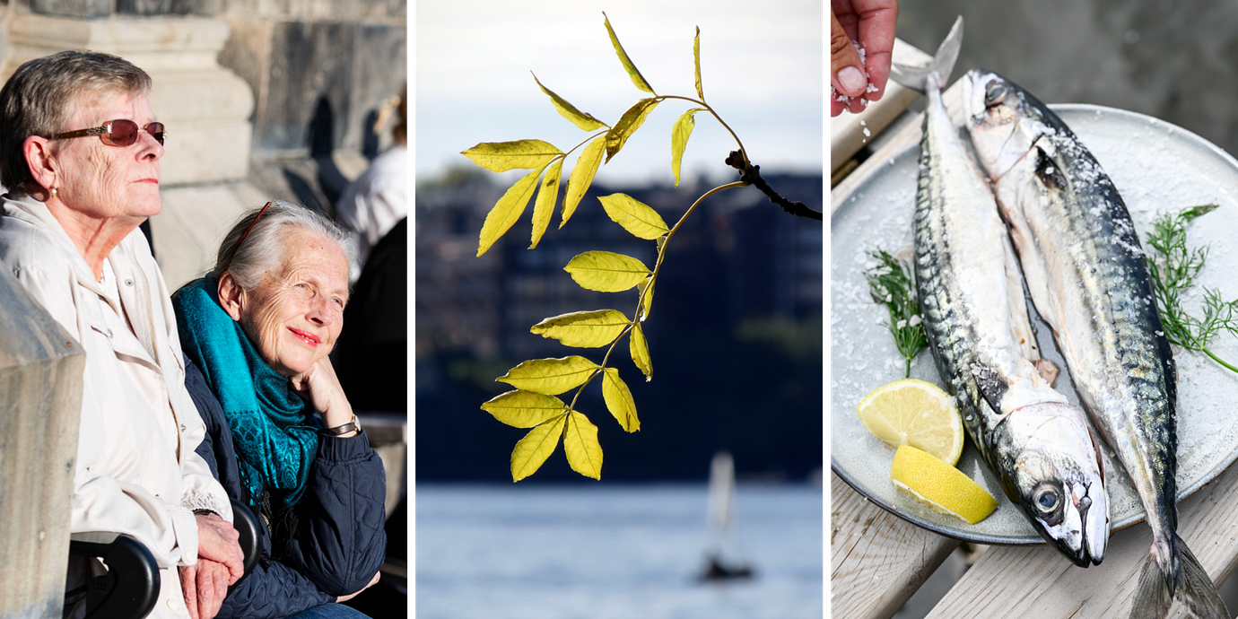 Kvinnor solar på hösten/makrill/ett löv på träd