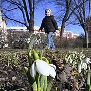Snödroppar på Karlaplan i Stockholm. Ett vårtecken i Stockholm.