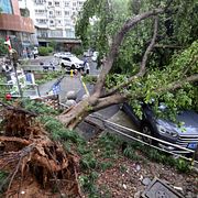 Omkullblåst träd i Wenzhou.