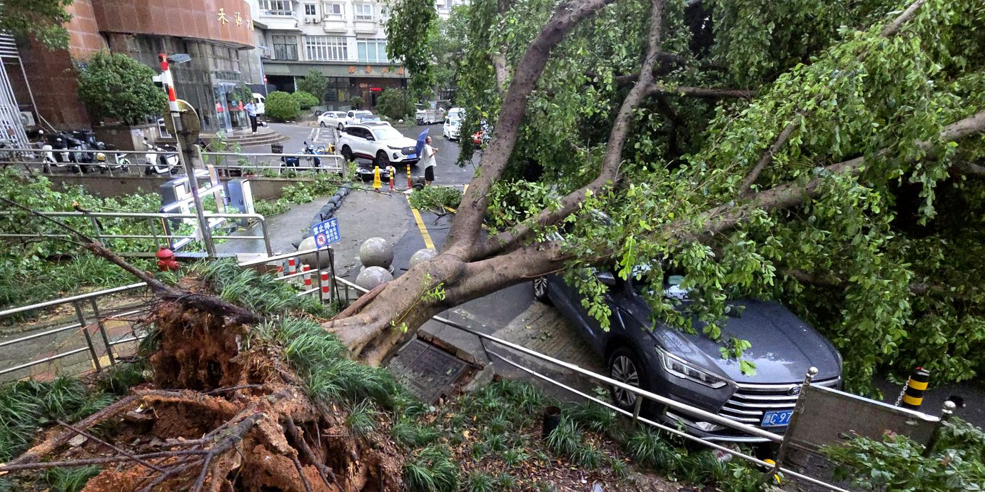 Omkullblåst träd i Wenzhou.