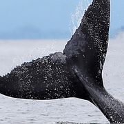 Arkivbild av en val utanför Colombias kust.