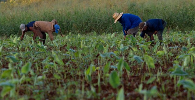 Jordbrukare rensar ogräs i Batabano, Kuba. Ismael Francisco / AP