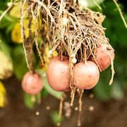 Arkivbild av potatis.