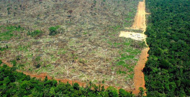 Ett område i Amazonas som skövlats för att ge plats till odling av sojabönor. ALBERTO CESAR / TT / NTB Scanpix