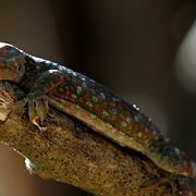 Arkivbild. Geckoödla.