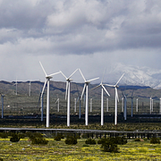 Trump/Vindkraftverk i Kalifornien.