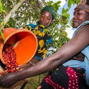 Arbetare skördar kaffebönor i Uganda 2016.