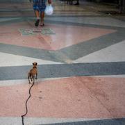 En hund i ett koppel följer efter sin människa i Havana tidigare i veckan. 