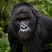 Arkivbild på en gorilla. 