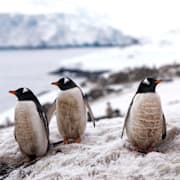 Pingviner i Antarktis. 