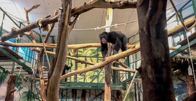 En av de kvarvarande schimpanserna i sitt hägn. FURUVIKSPARKEN/TT