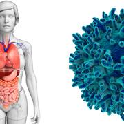 Genom att blockera fraktalkinsystemet kan Kanceras läkemedelskandidat göra cancerceller mottagliga för behandling även i ett senare skede av sjukdomen.