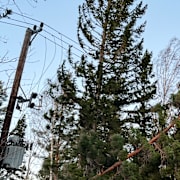 Träd som fallit över en elledning. 