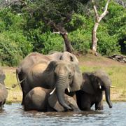 Arkivbild: Elefanter i National Park i Botswana, ett område som riskerar att påverkas av oljeutvinning.